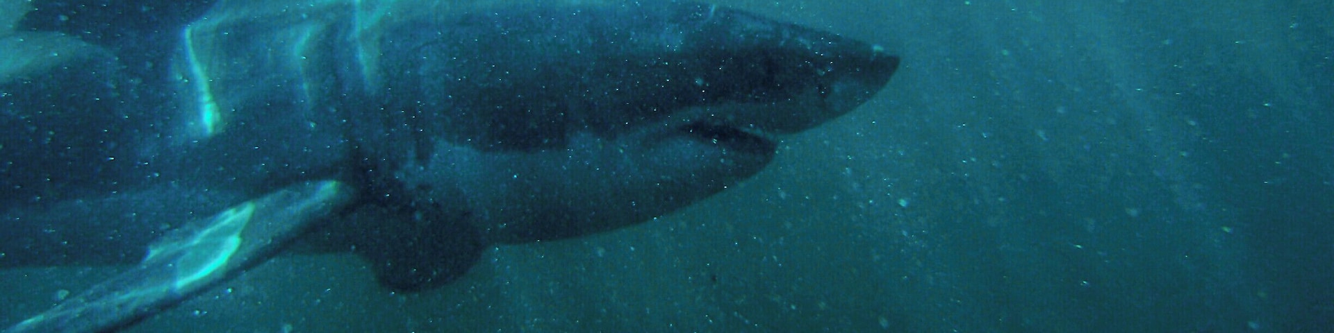 A truly awesome adventure. As terrified as I once was with these creatures, I truly have great respect for such powerful creatures. I now have dove with over 12 different shark species around the world.