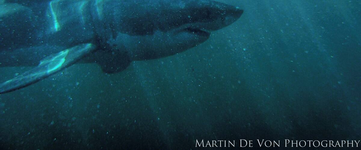 A large shark swimming underwater.