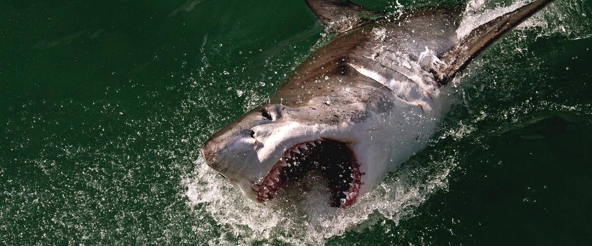 An exceptional business that cares about the great whites.