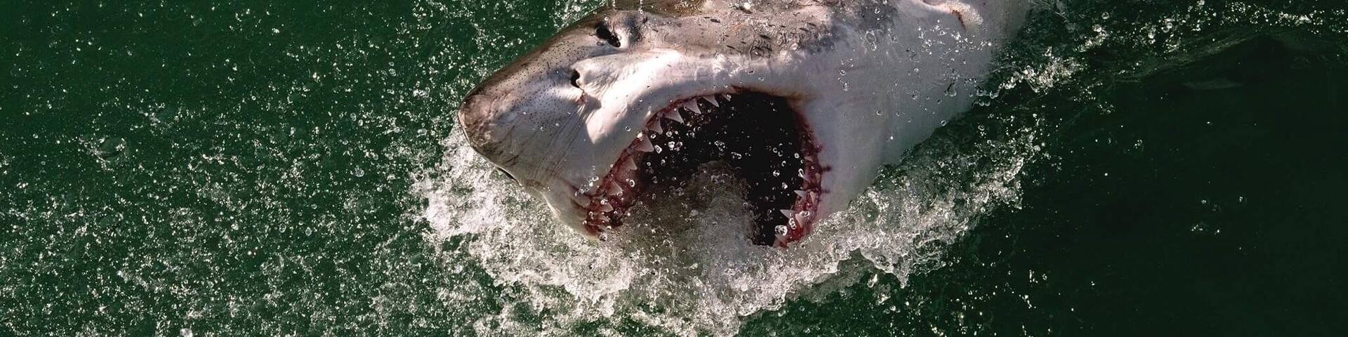 An exceptional business that cares about the great whites.