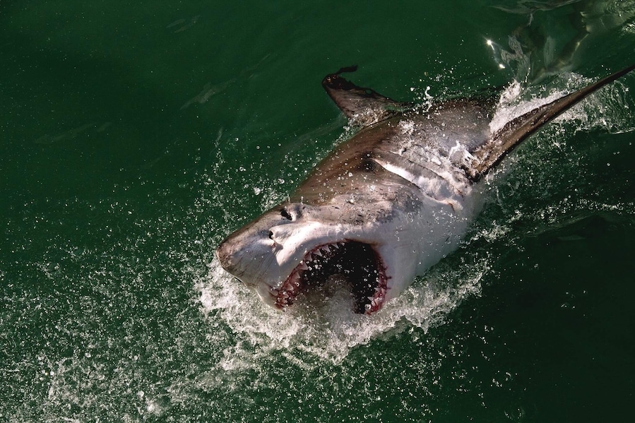 An exceptional business that cares about the great whites.