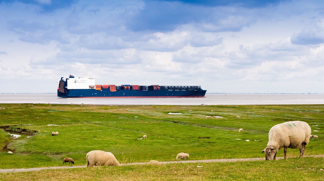 A container sheep on the river Elbe is passing sheeps on a dike near Cuxhaven, Germany