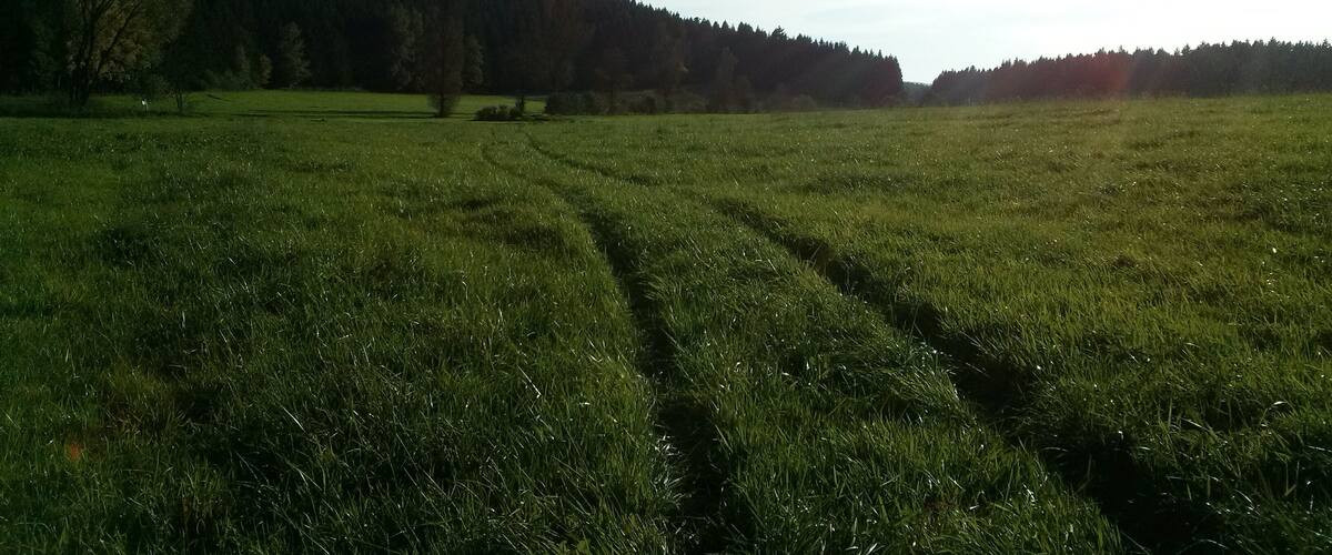 A grassy field with a forested hill in the background.