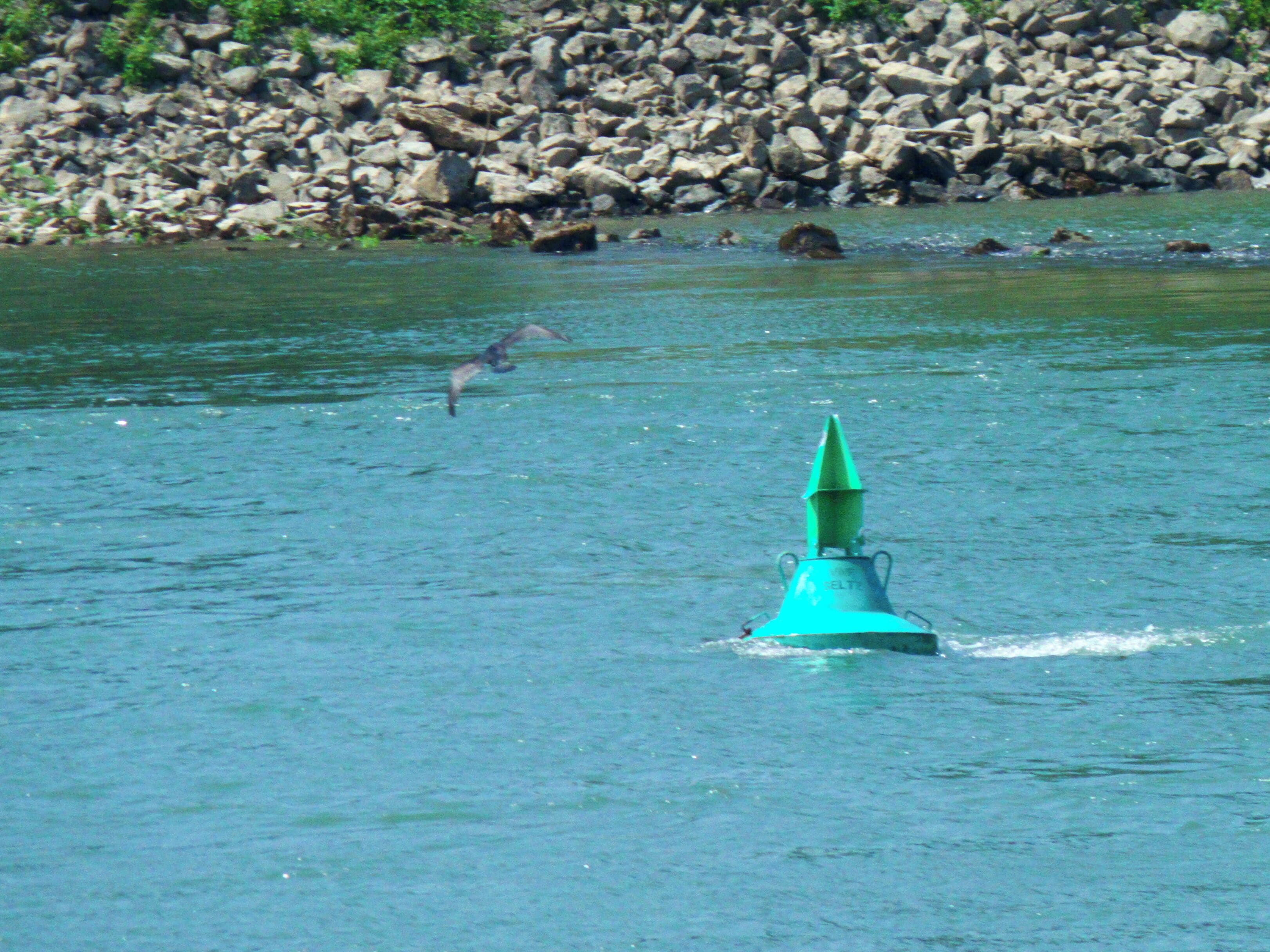 Kiek mal, 'ne schwarze Möwe!