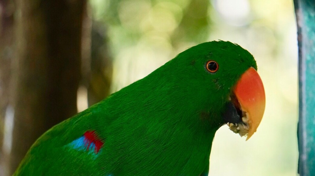 The Australia Zoo in Brisbane, AU..