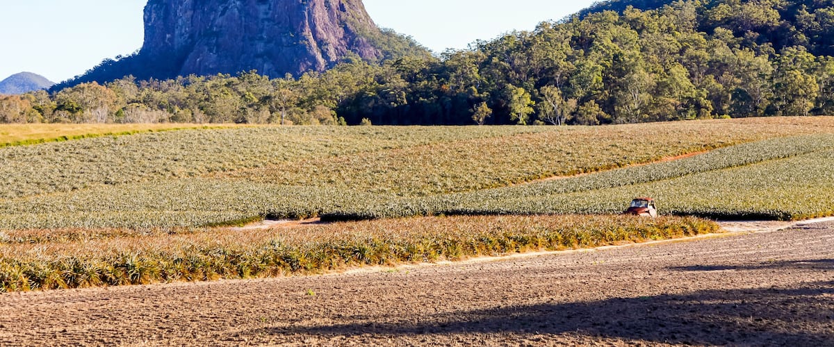 A landscape with a prominent mountain, agricultural fields, and a dirt road.