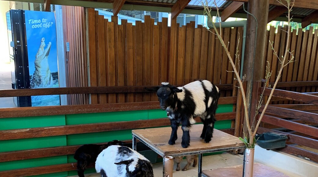 Travelled far and wide, lo and behold, of all the animals unique and wild, this kids stole my heart💚