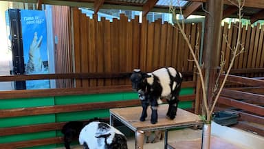 Travelled far and wide, lo and behold, of all the animals unique and wild, this kids stole my heart💚