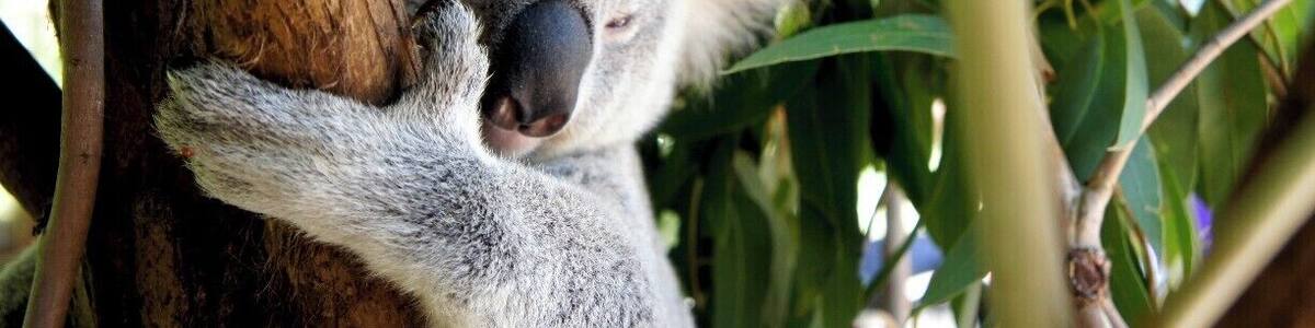 Getting up close and personal with a koala at the Australia Zoo!
You can pay extra to get those typical I'm-holding-a-fuzzy-koala photo, just don't be surprised when they dig their claws into you and ruin your white shirt!
Or... you can see them this close for free (and give them a pat).
#australia