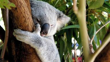 Ein Koala ruht auf einem Ast, umgeben von Eukalyptusblättern.