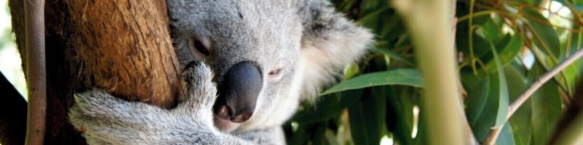 Getting up close and personal with a koala at the Australia Zoo!
You can pay extra to get those typical I'm-holding-a-fuzzy-koala photo, just don't be surprised when they dig their claws into you and ruin your white shirt!
Or... you can see them this close for free (and give them a pat).
#australia
