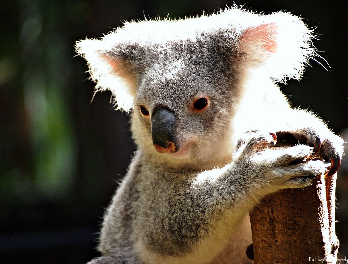 Australia Zoo, located an hour north of Brisbane on Queensland's Sunshine Coast, is a team of passionate conservationists working around-the-clock to deliver an animal experience like no other.