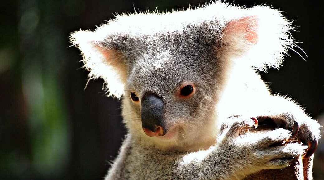 Australia Zoo, located an hour north of Brisbane on Queensland's Sunshine Coast, is a team of passionate conservationists working around-the-clock to deliver an animal experience like no other.