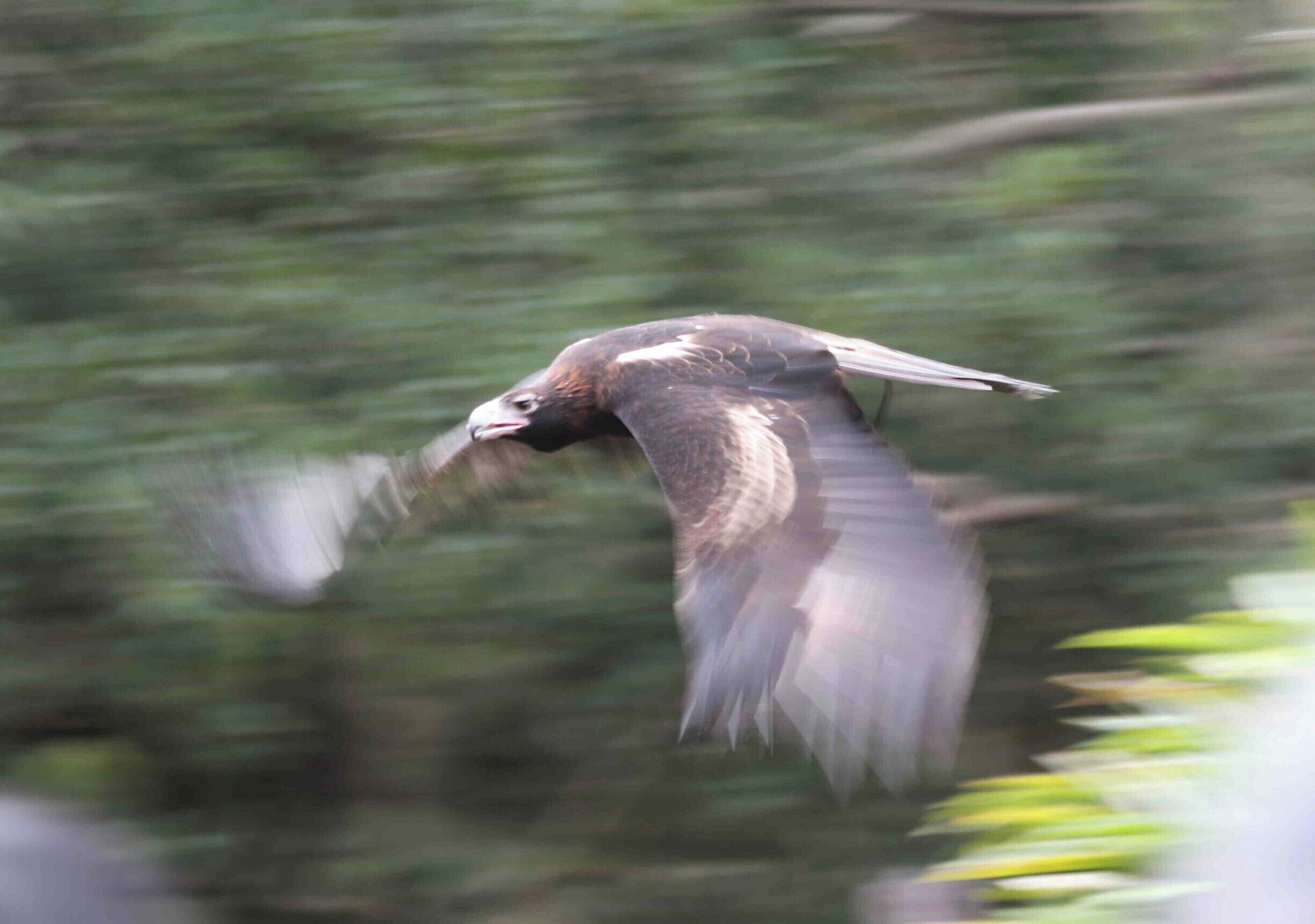 Fork Tailed Eagle. Australia Zoo lets you get up close and personal with native wildlife. 
#LifeAtExpedia