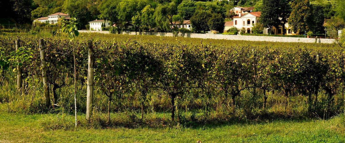 A vineyard with rows of grapevines, a stone wall, and houses on a hillside.