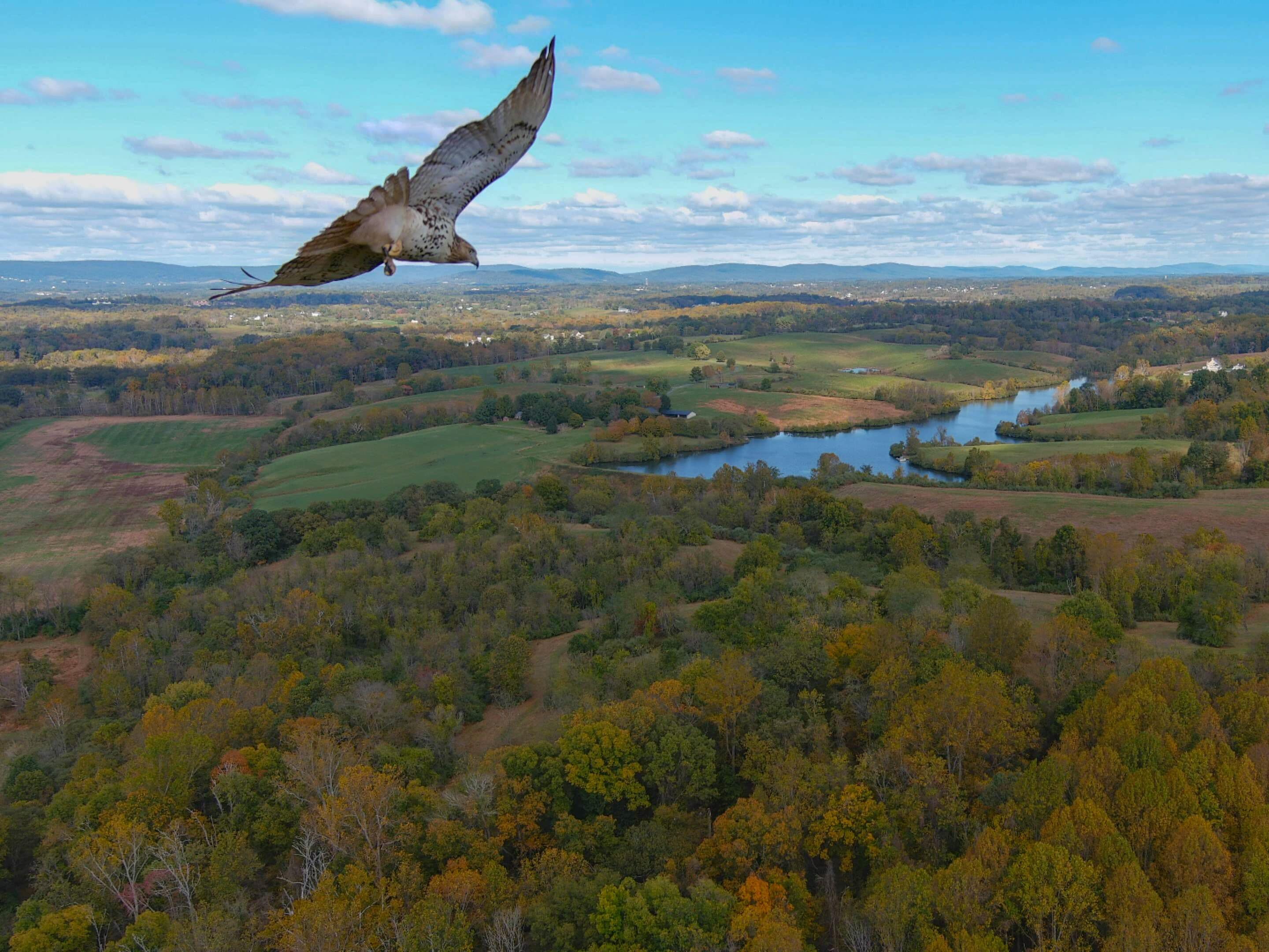 Aerial (drone) photo of a red tailed hawk in flight above rural Loudoun County, Virginia.