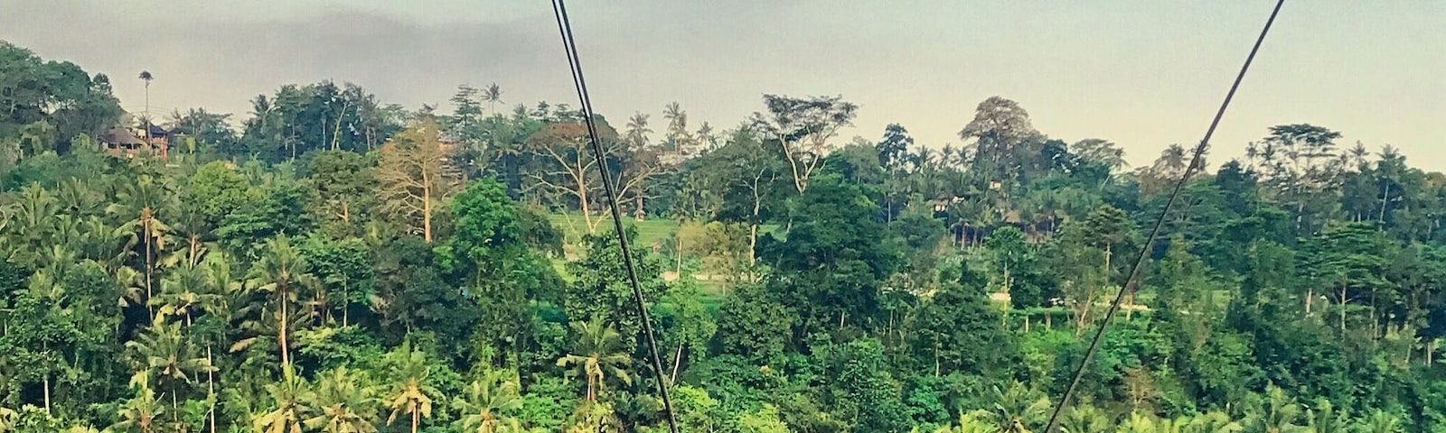 Swinging by the Palm trees.