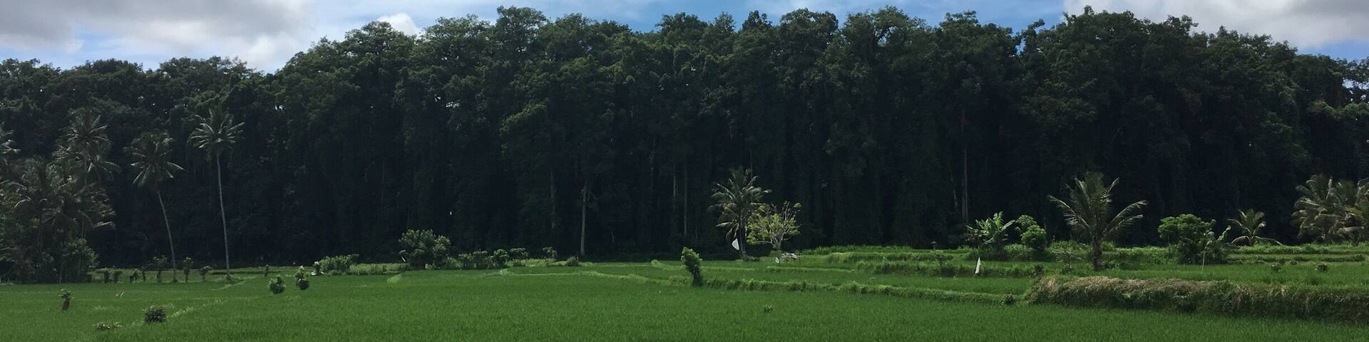 #sangeh #bali #LifeAtExpedia