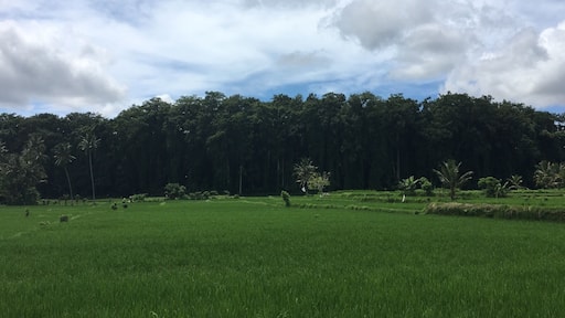 #sangeh #bali #LifeAtExpedia