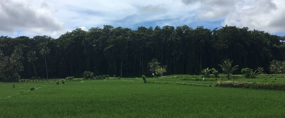 A lush green field with a dense forest in the background under a partly cloudy sky.