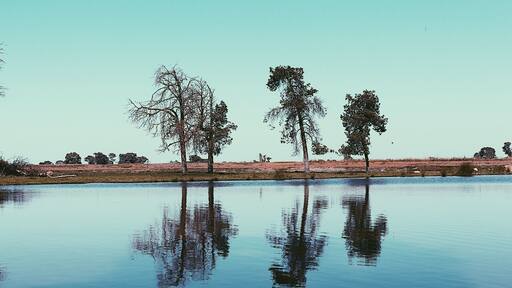 The little lake just outside my friends house 🖤