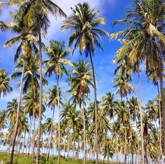 Alagoas 🇧🇷