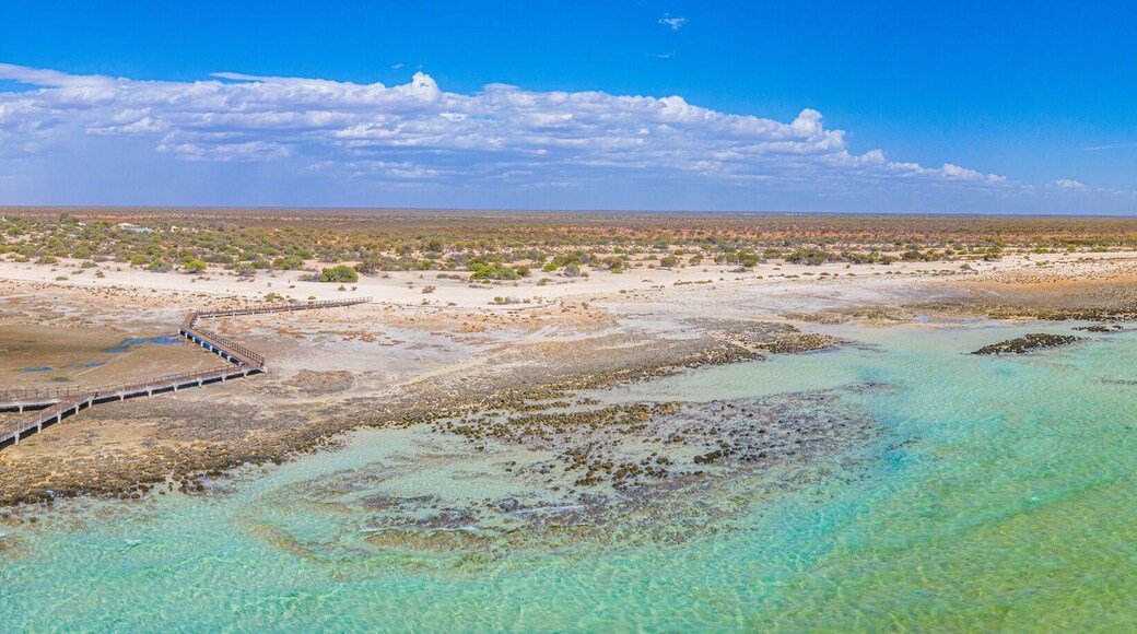 Hamelin Pool