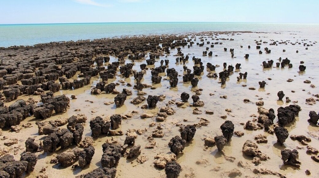 the neatest place. this is a UNEFSCO World Heritage site. the stromatolites are 3500 million years old and are still living today. Also featured in one of my favourite books by Bill Bryson 'Down Under'.