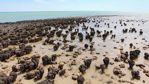 the neatest place. this is a UNEFSCO World Heritage site. the stromatolites are 3500 million years old and are still living today. Also featured in one of my favourite books by Bill Bryson 'Down Under'.