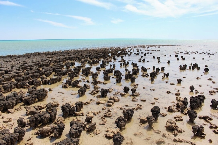 the neatest place. this is a UNEFSCO World Heritage site. the stromatolites are 3500 million years old and are still living today. Also featured in one of my favourite books by Bill Bryson 'Down Under'.