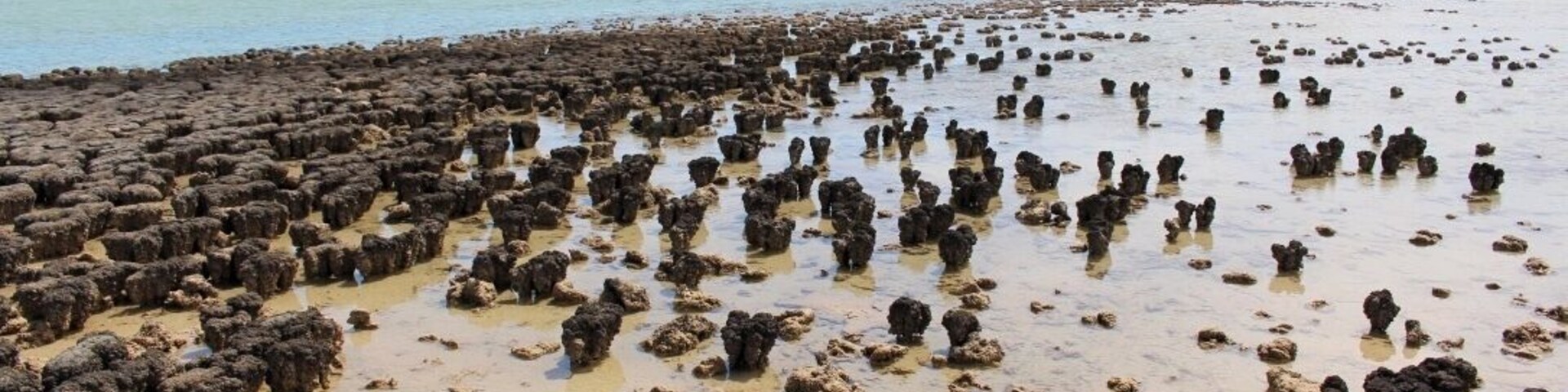 the neatest place. this is a UNEFSCO World Heritage site. the stromatolites are 3500 million years old and are still living today. Also featured in one of my favourite books by Bill Bryson 'Down Under'.