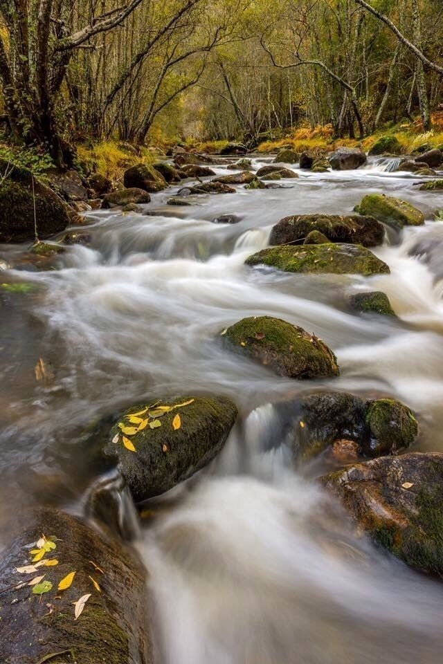 A flowing river with rocks and autumn leaves.