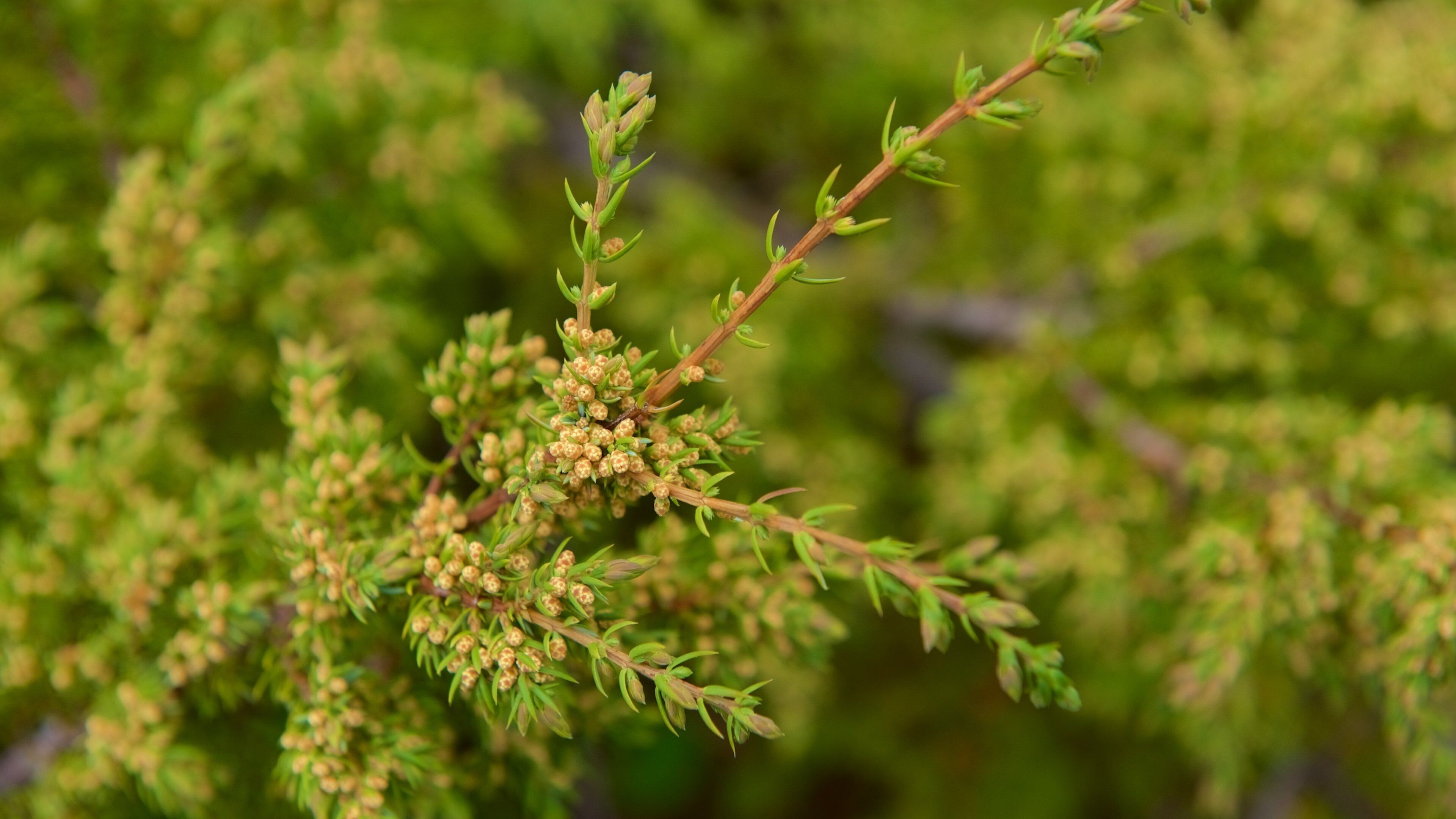 Iglesia de Enontekiö que incluye flores salvajes