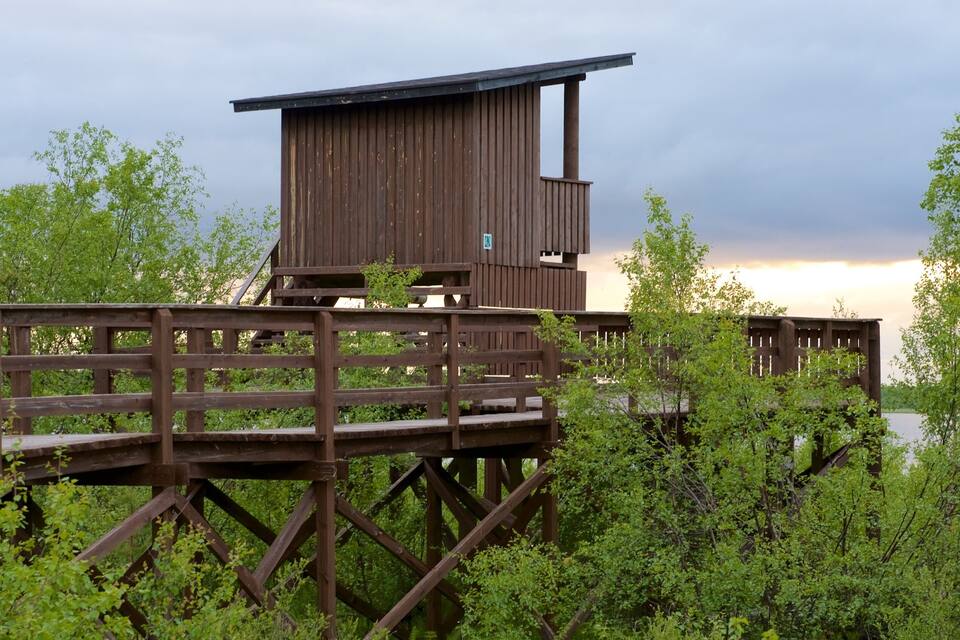 Una torre de madera con plataforma y escaleras, rodeada de abundante vegetación y una masa de agua.