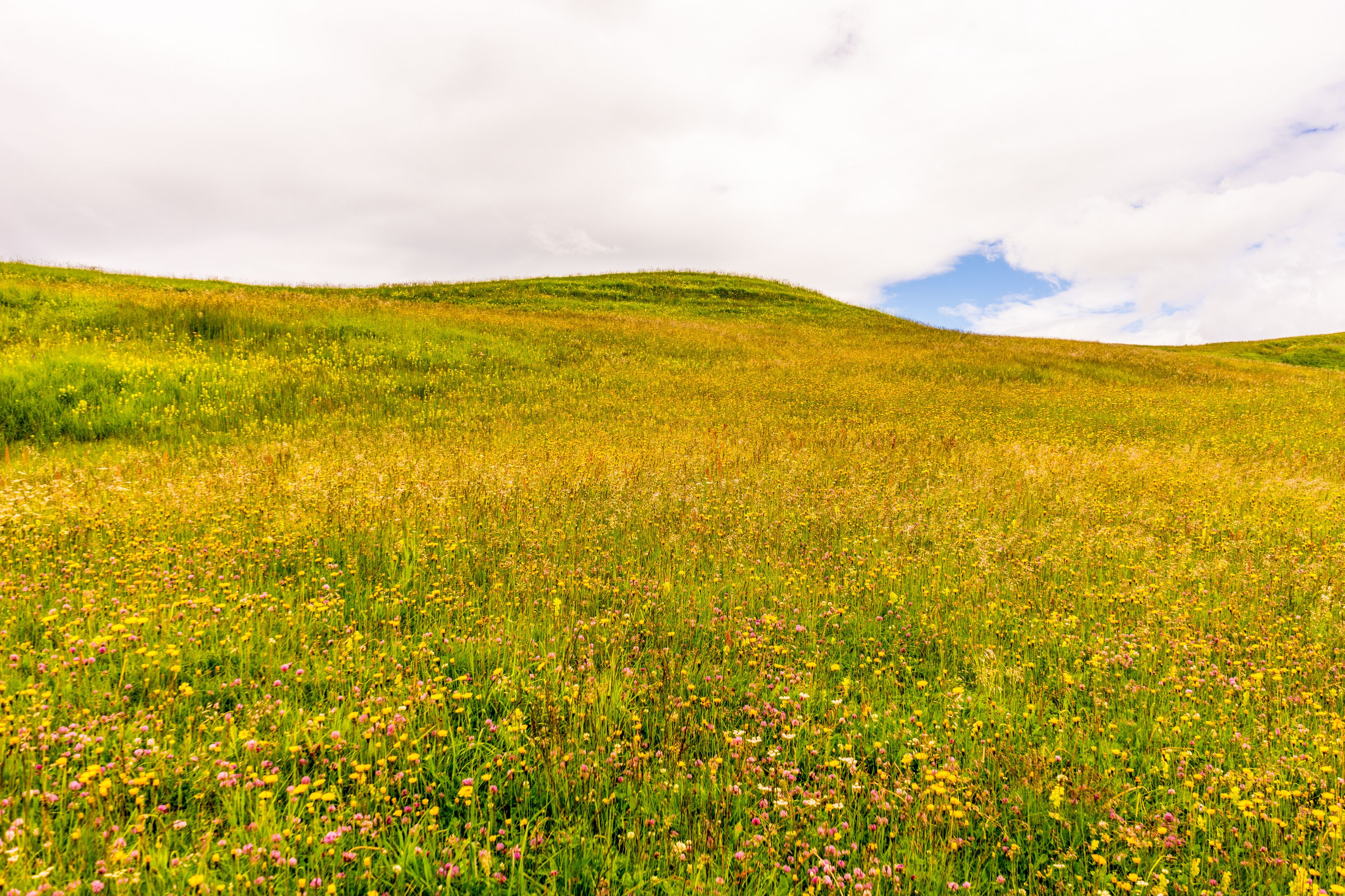 Alpe di Siusi, Seiser Alm with Sassolungo Langkofel Dolomite, a person standing on a lush green field with Konza Prairie Natural Area in the background