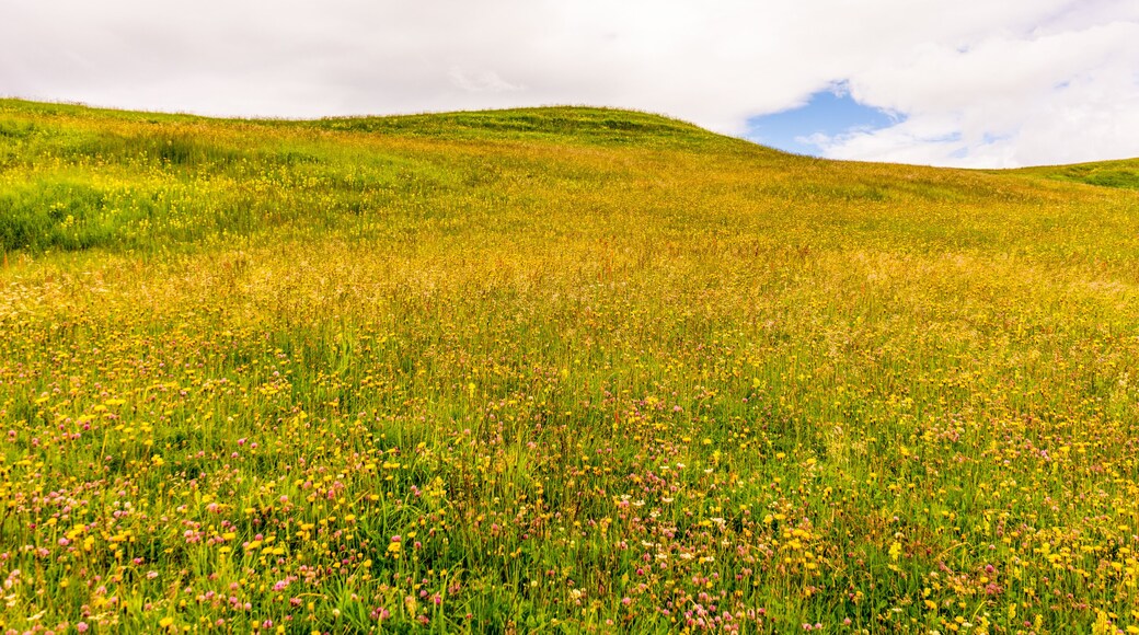 Alpe di Siusi, Seiser Alm with Sassolungo Langkofel Dolomite, a person standing on a lush green field with Konza Prairie Natural Area in the background