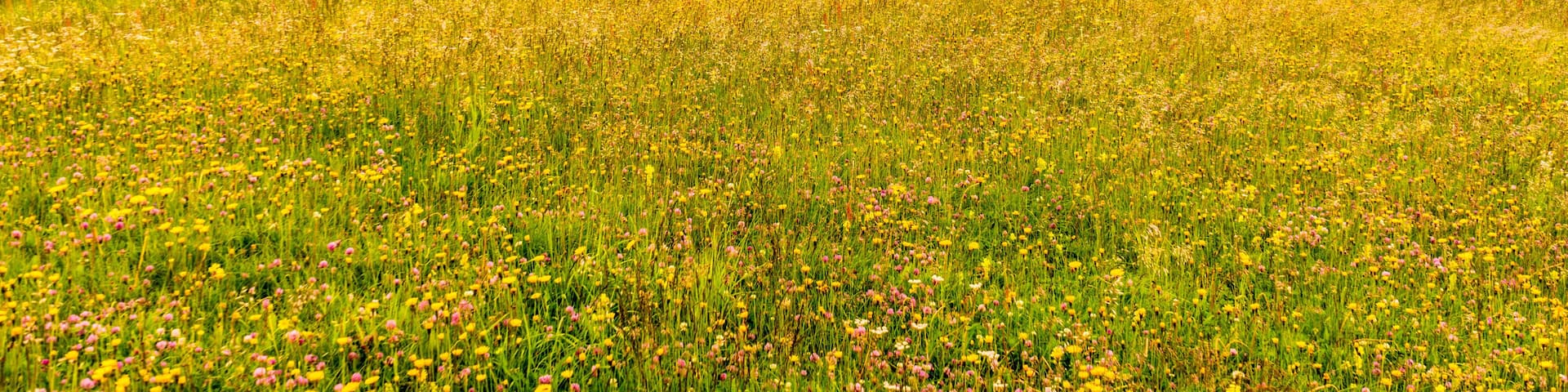 Alpe di Siusi, Seiser Alm with Sassolungo Langkofel Dolomite, a person standing on a lush green field with Konza Prairie Natural Area in the background