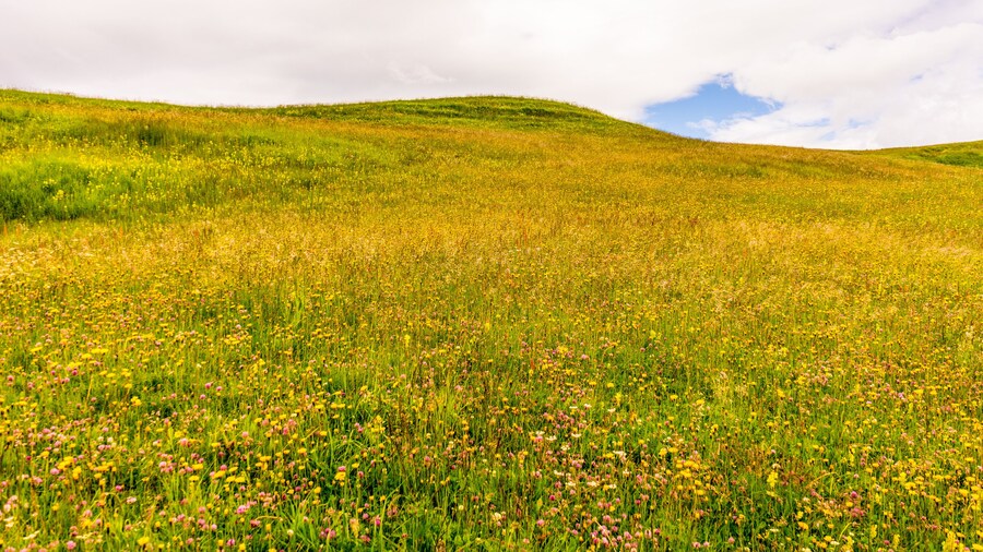 Konza prærienaturområde