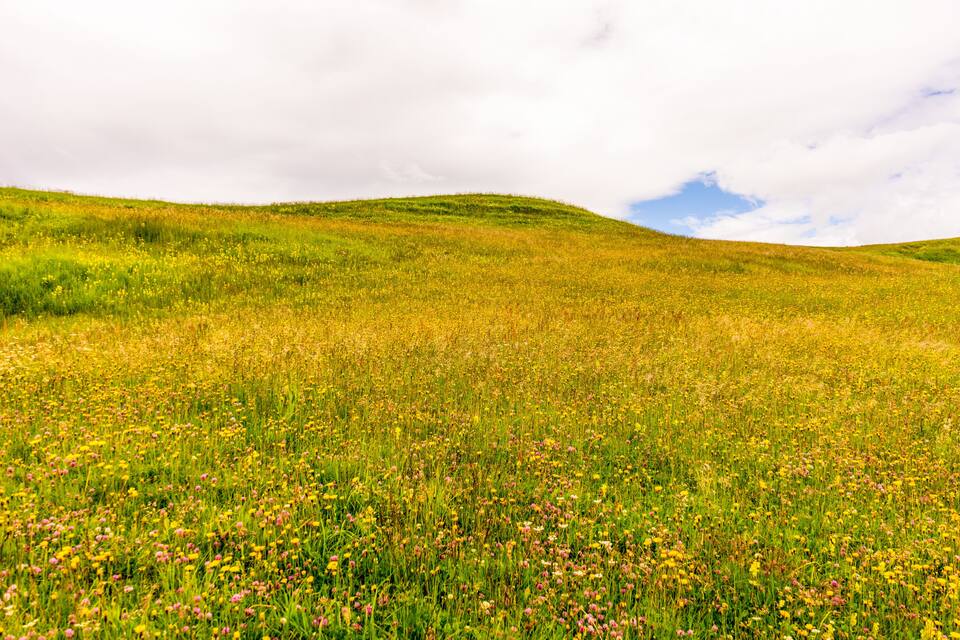 A grassy hill with wildflowers and a cloudy sky.