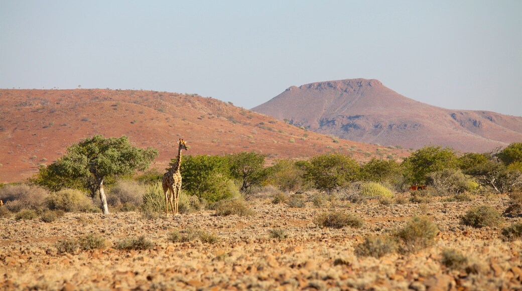 Palmwag featuring tranquil scenes, desert views and land animals