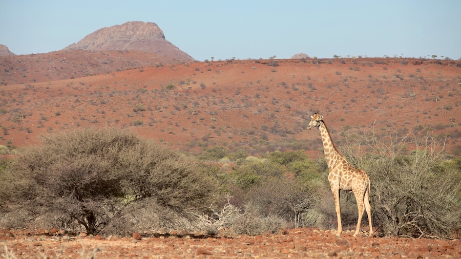 Palmwag welches beinhaltet Wüstenblick, Landschaften und Landtiere