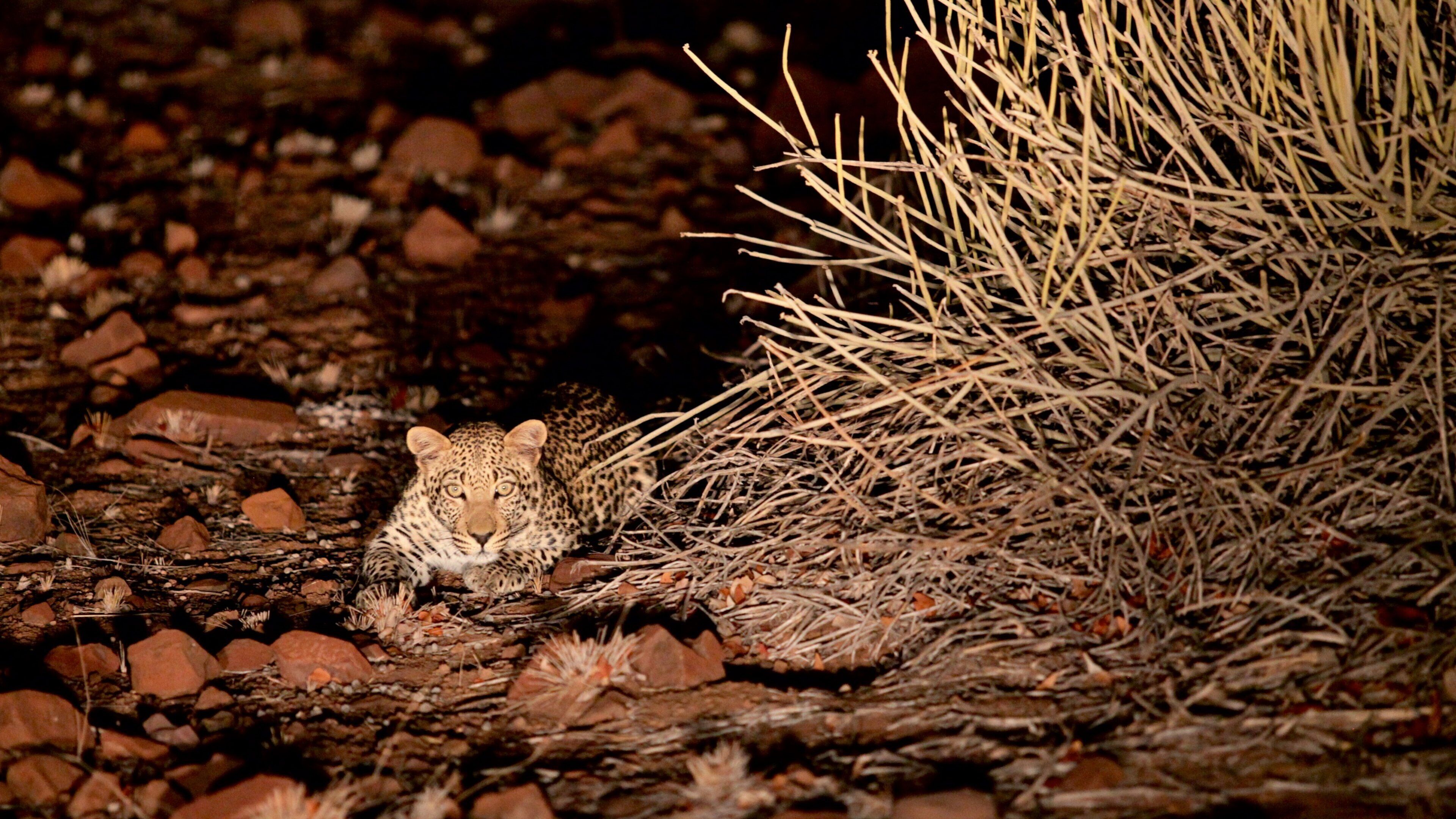 Palmwag featuring dangerous animals