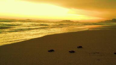 Turtles heading home, sanctuary home for hundreds of them along the beautiful Mexico Coast of Guerrero.