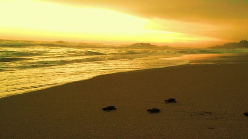 Turtles heading home, sanctuary home for hundreds of them along the beautiful Mexico Coast of Guerrero.