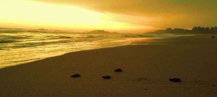 Turtles heading home, sanctuary home for hundreds of them along the beautiful Mexico Coast of Guerrero.
