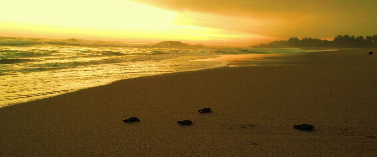 A beach with waves and a sunset.
