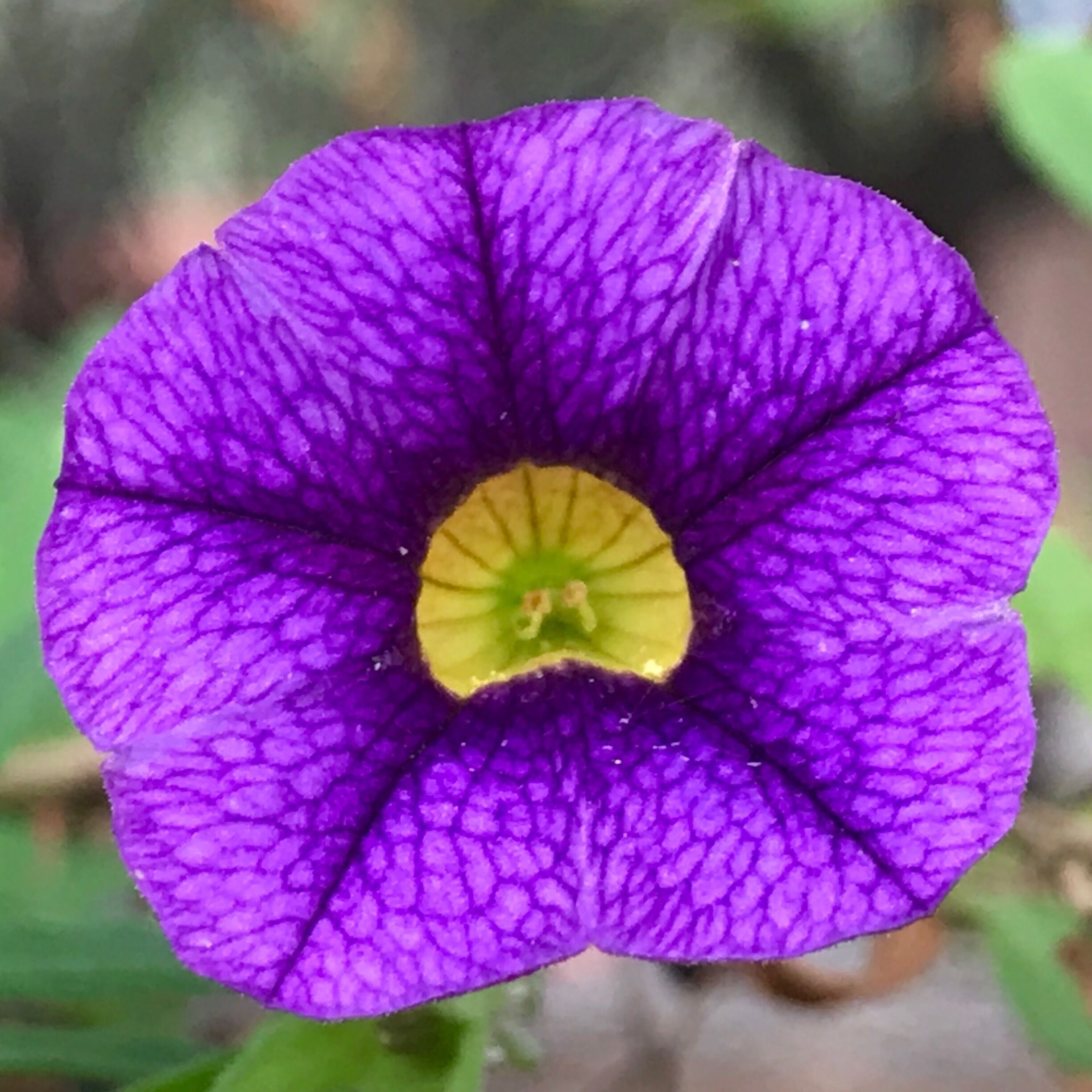 For the curious eye there is always amazement and joy in the hidden details. The texture and contrasting colors in this tiny Calibrachoa Sp. blossom is a visual delight.