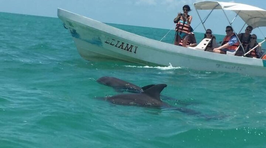 Boat trip saw dolphins & turtles.