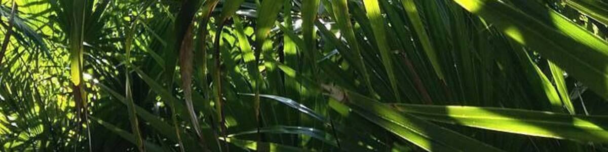 The place with great nature, cold water and black fish. #green