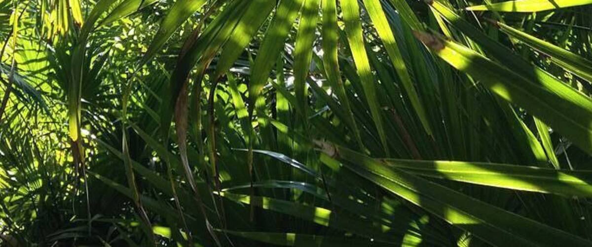 The place with great nature, cold water and black fish. #green